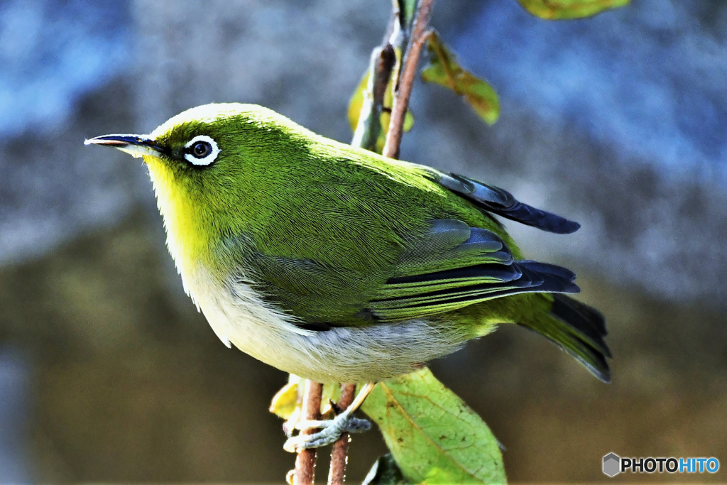 野山の鳥 22-166 メジ君