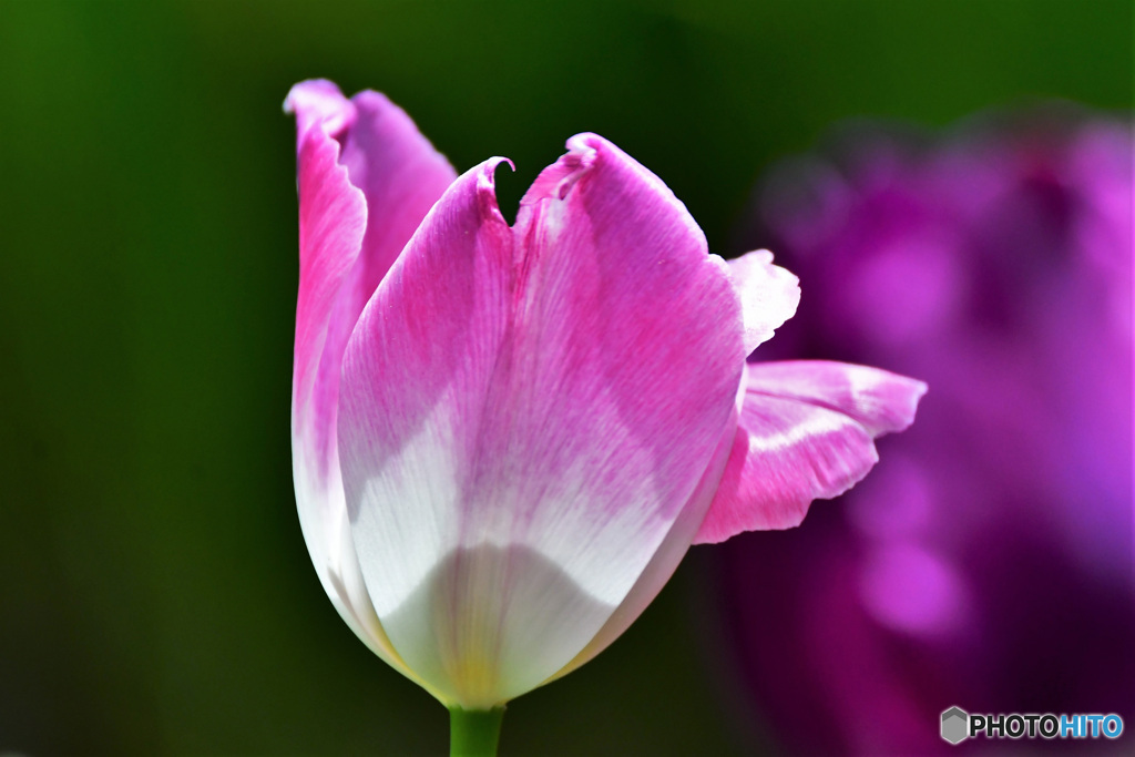 庭に咲いたチューリップの花 22-218 