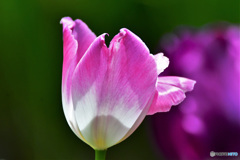 庭に咲いたチューリップの花 22-218 