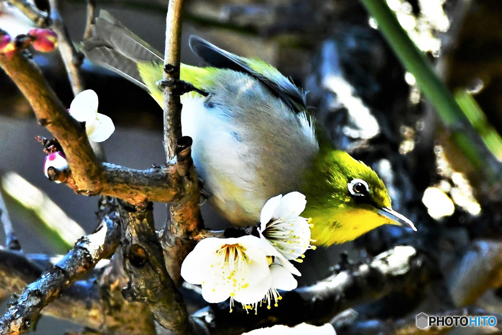 野山の鳥 22-190 花の蜜を求めて来たメジ君