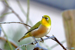 野山の鳥  メジロ 