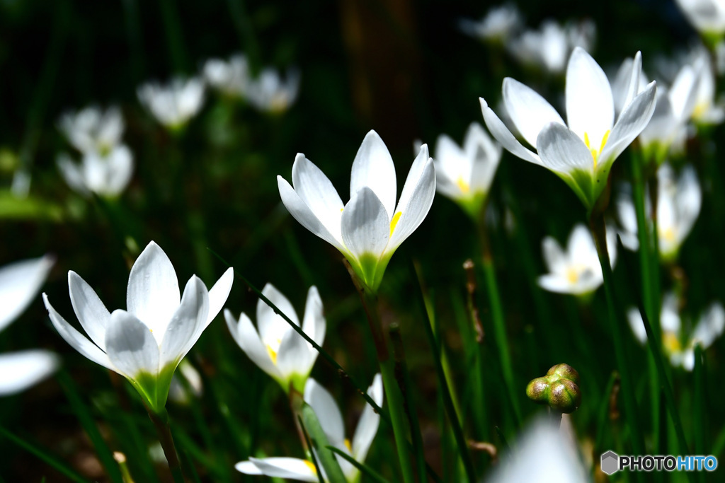 庭に咲いた花の群生 23-333