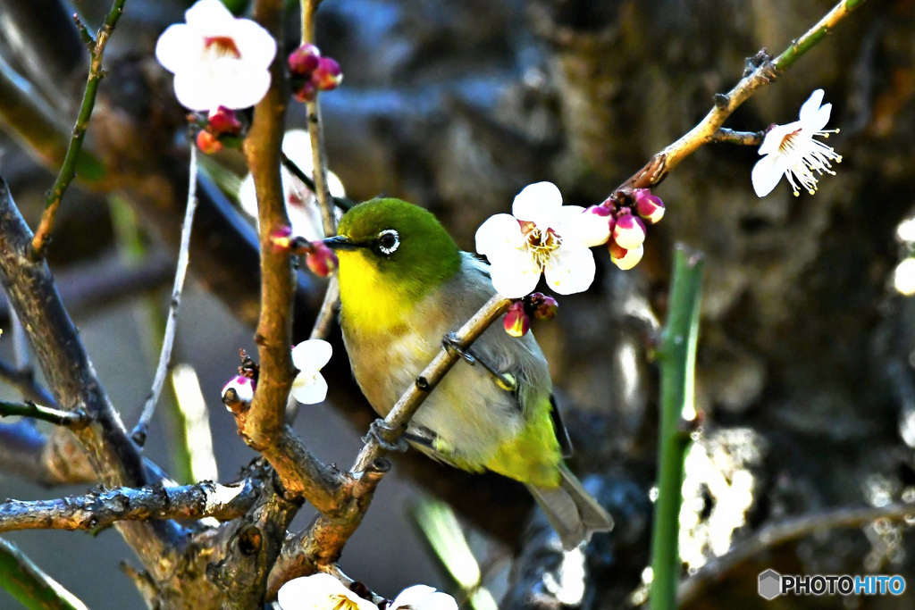 庭に咲いた白梅の花に梅ジロー 22-189