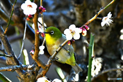 庭に咲いた白梅の花に梅ジロー 22-189