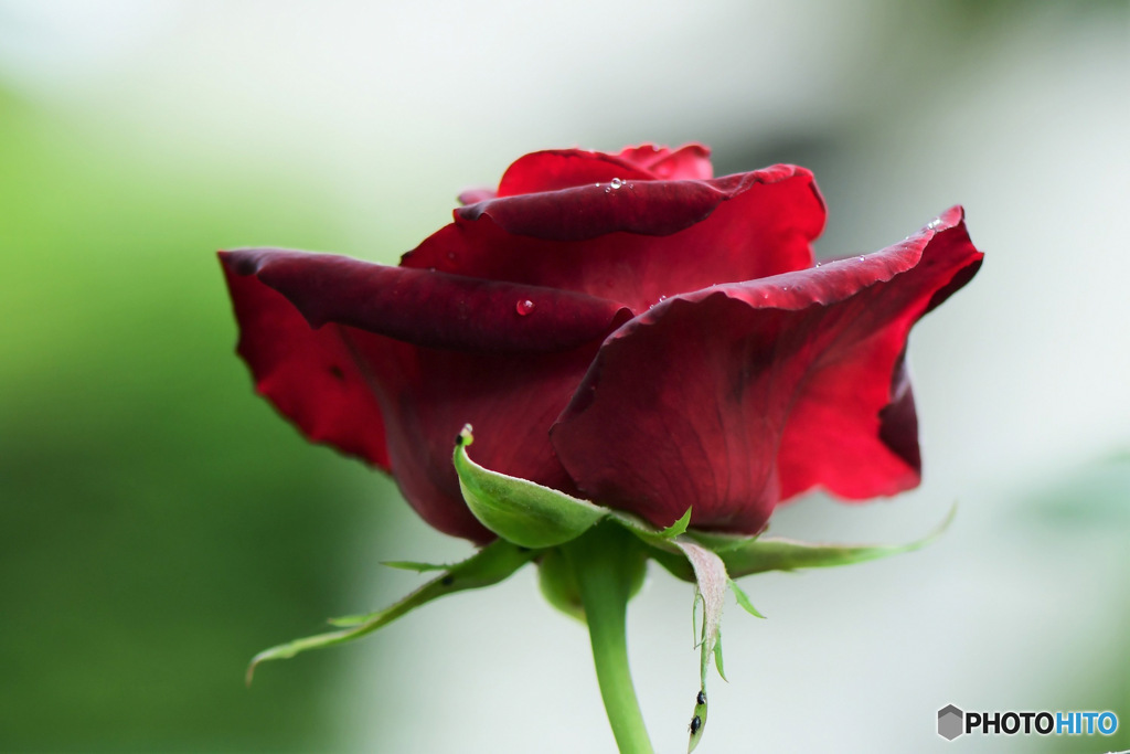 庭に咲いたバラの花 23-177  (横から)