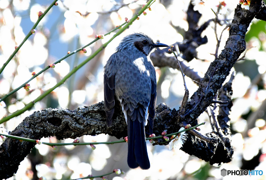 ヒヨさんと白梅の花