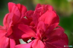 庭に咲いた赤い花 23-182  