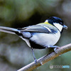 野山の鳥 22-217  四十雀さん  