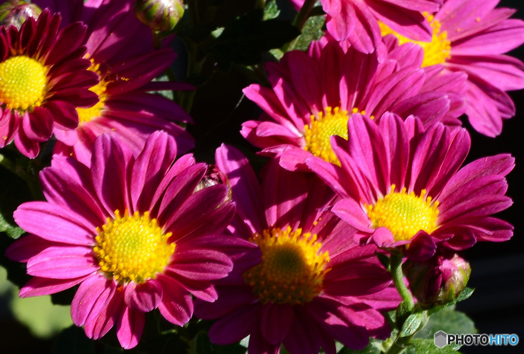 庭に咲いた小菊