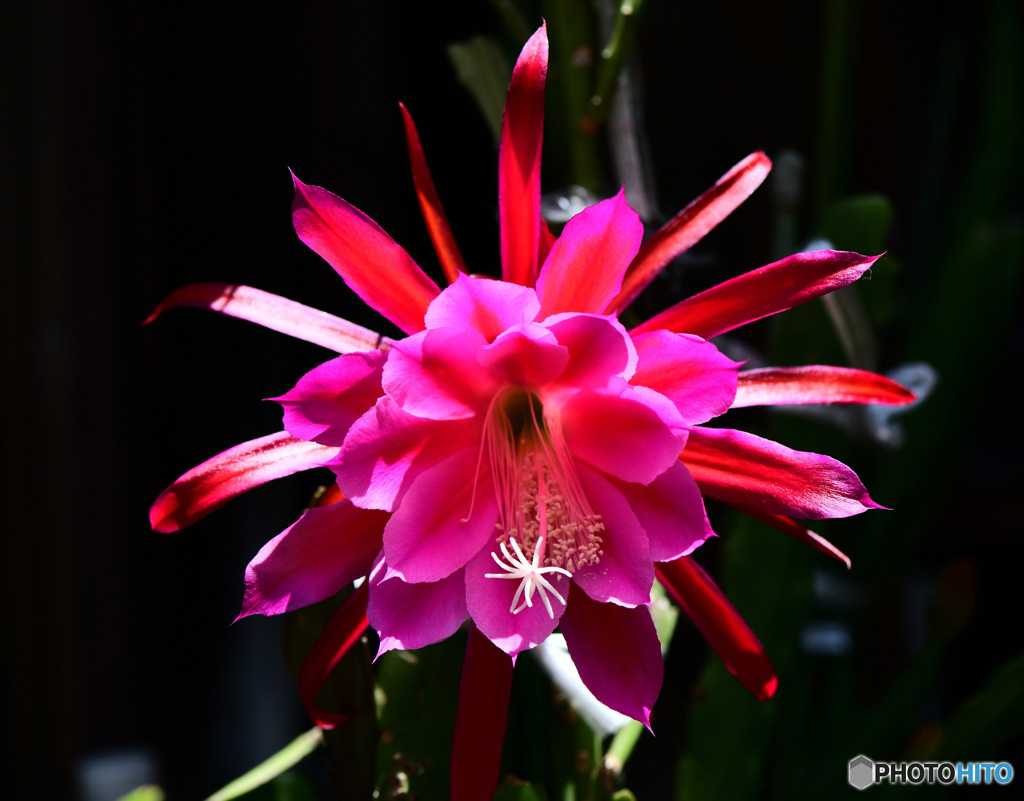 サボテンの花が開花しまいました