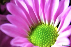 秋に咲いた花 