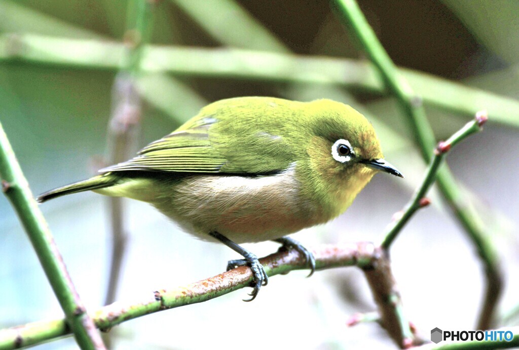 野山の鳥 メジ君
