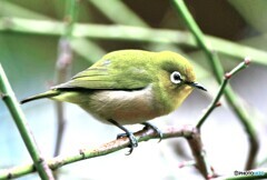 野山の鳥 メジ君 