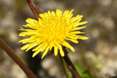 野に咲く花