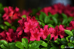 庭に咲いたつつじの花 23-139