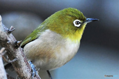 野山の鳥 23-107  メジ君