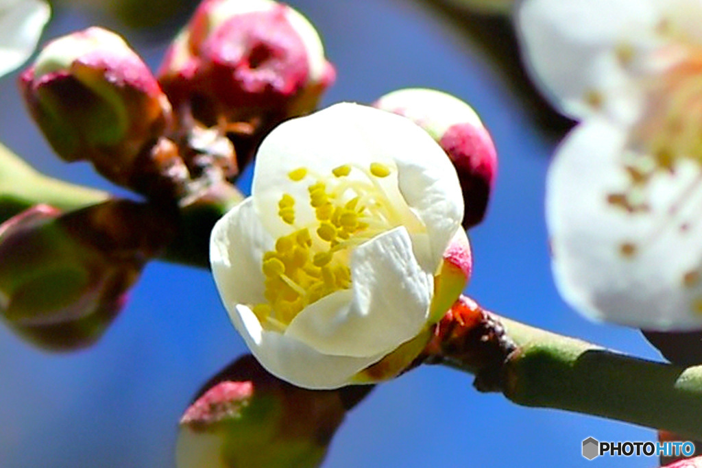 2023年2月に咲いた梅の花 