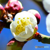 2023年2月に咲いた梅の花 