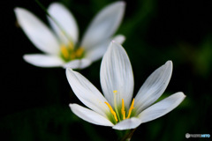 庭に咲いた花   レインリリー