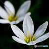 庭に咲いた花   レインリリー