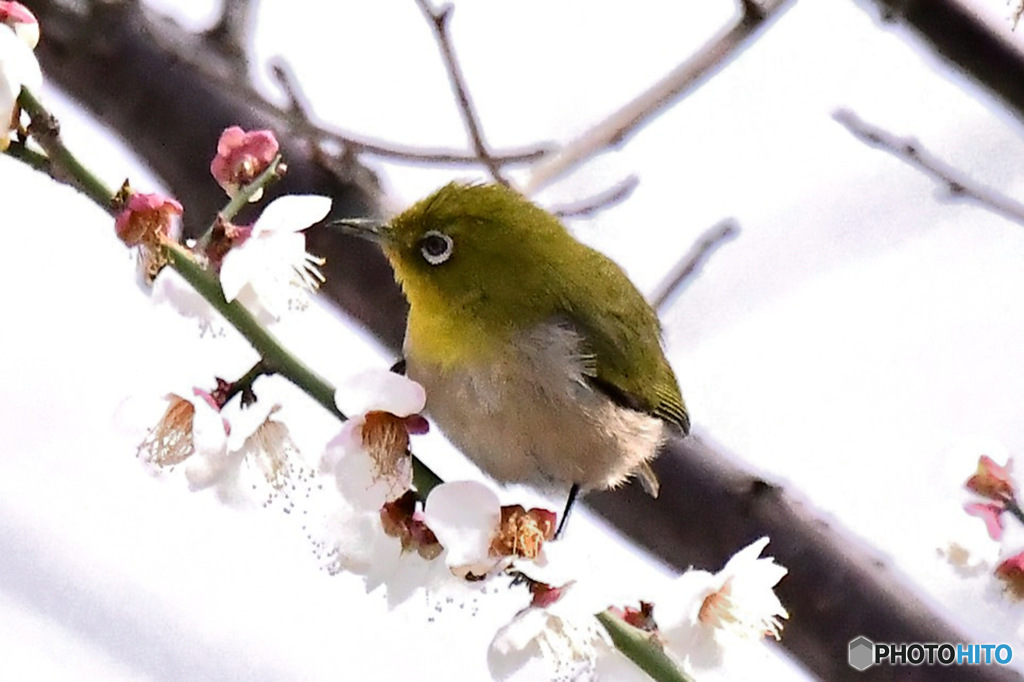 野山の鳥 メジロ