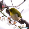 野山の鳥 メジロ