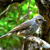 野山の鳥  ヒヨさん