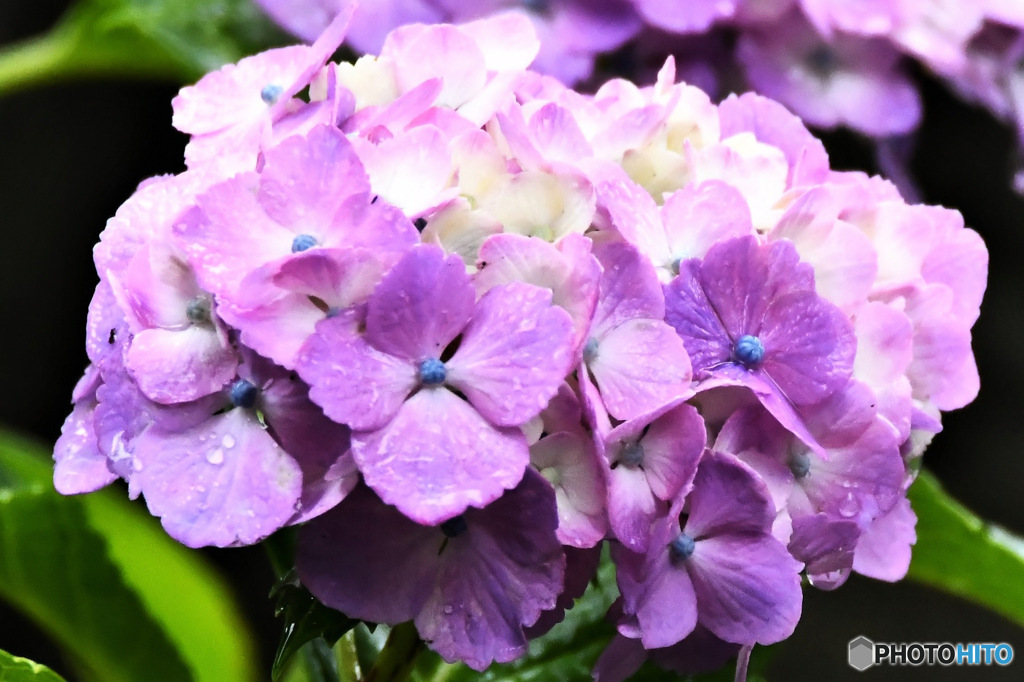 雨に濡れたアジサイの花 23-257 