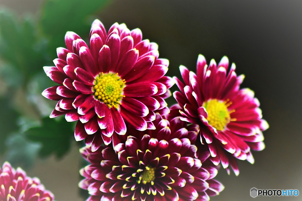 庭に咲いた菊の花