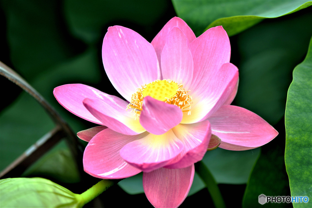 ハスの花 23-268