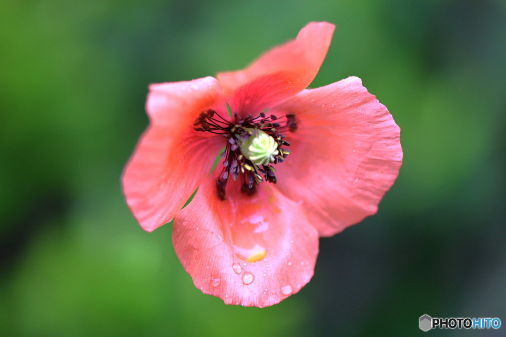 道端に咲いていたヒナゲシの花 