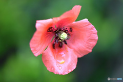 道端に咲いていたヒナゲシの花 