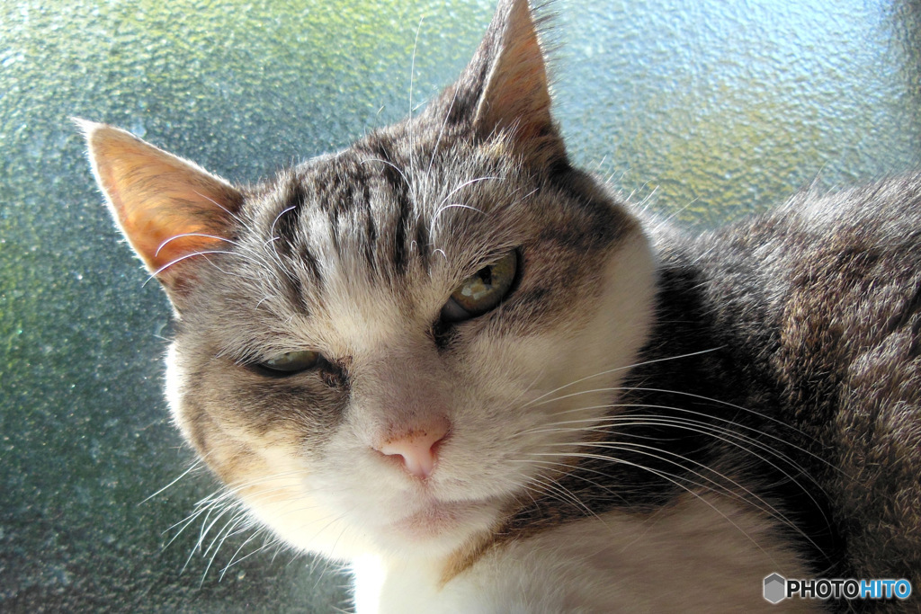 私は写真が嫌いです 