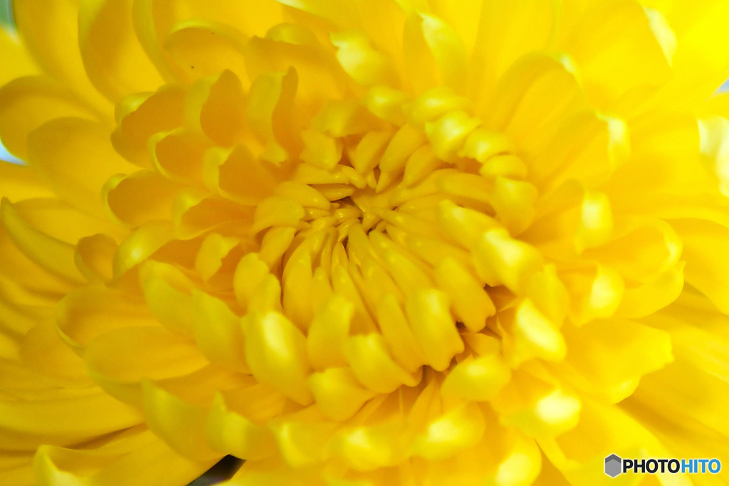 窓辺に咲いた菊の花 23-361