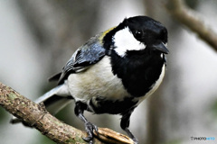 野山の鳥  21-238