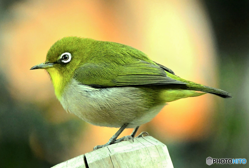野山の鳥  メジ君