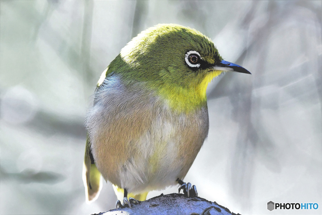 野山の鳥  メジ君
