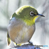 野山の鳥  メジ君
