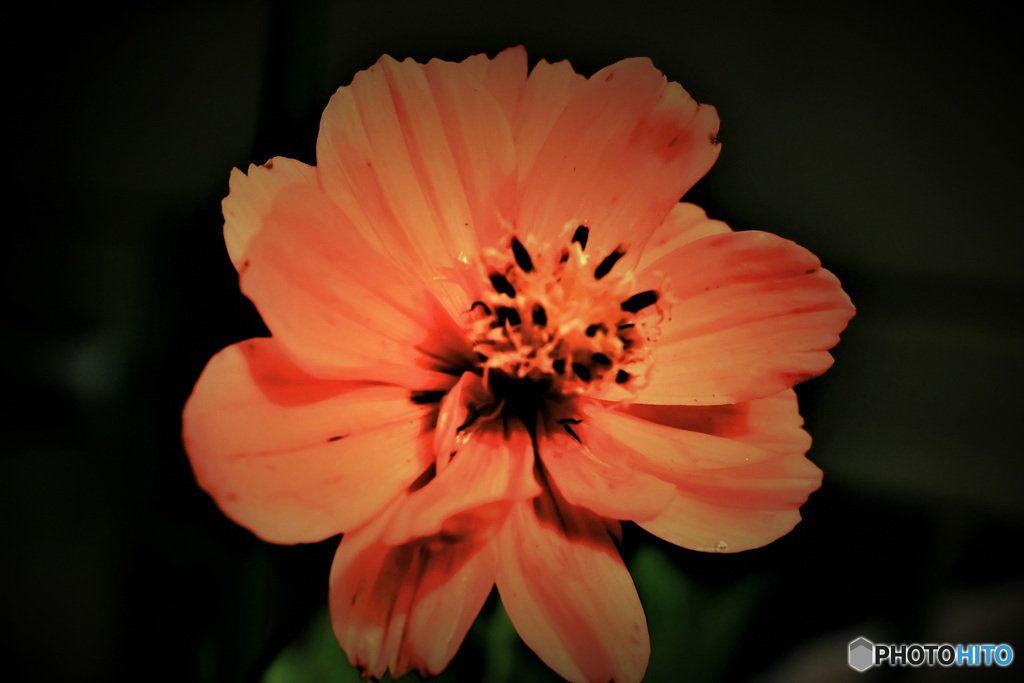 庭に一輪咲いたキバナコスモスの花  21-626