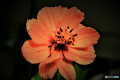 庭に一輪咲いたキバナコスモスの花  21-626