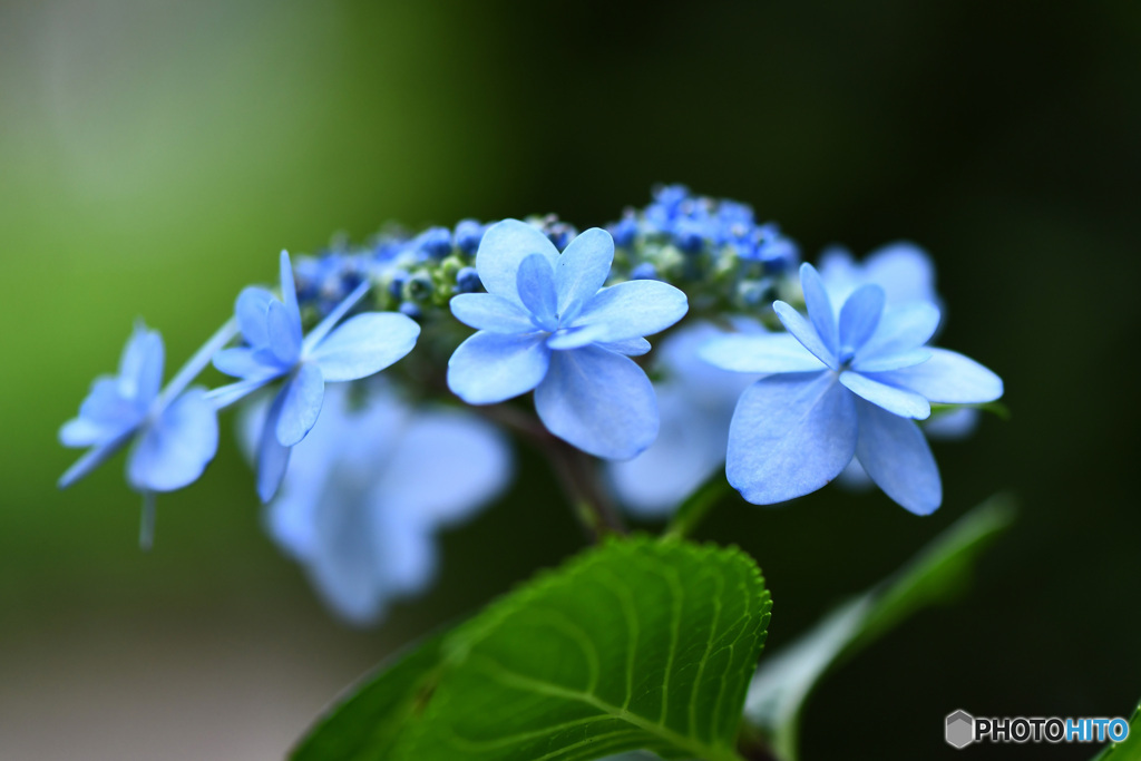 ガクアジサイの花 22-357