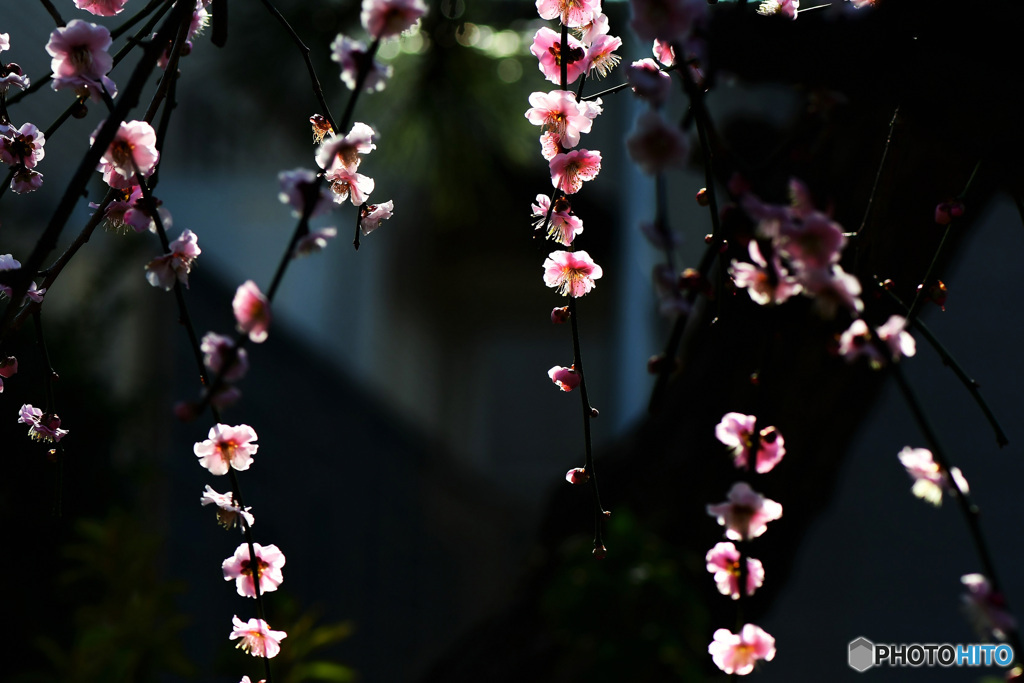 梅の花を逆光で撮る  22-092