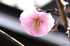 薄紅色の梅の花  
