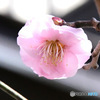 薄紅色の梅の花  