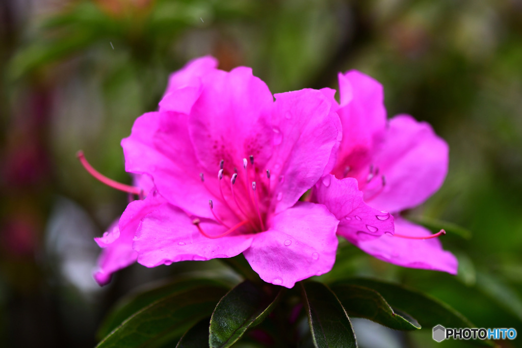 庭に咲いた春の花