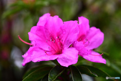  庭に咲いた春の花  