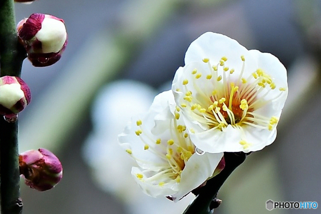 白梅の花と水滴 22-062