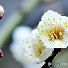 白梅の花と水滴 22-062  