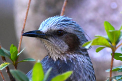 野山の鳥  ヒヨさん