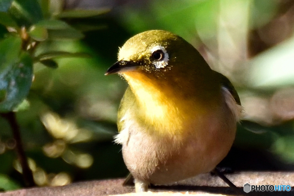 野山の鳥  21-301